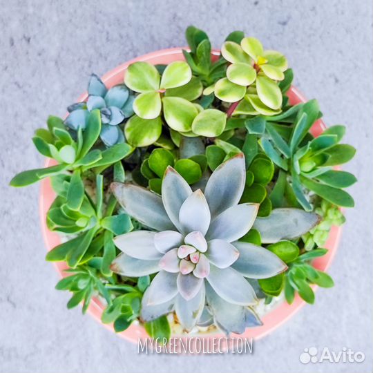 Композиция из суккулентов, садик из суккулентов