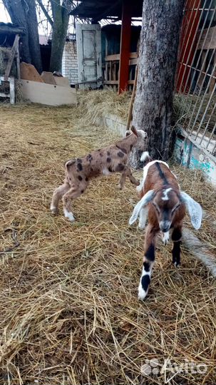 Англо нубийский козлик
