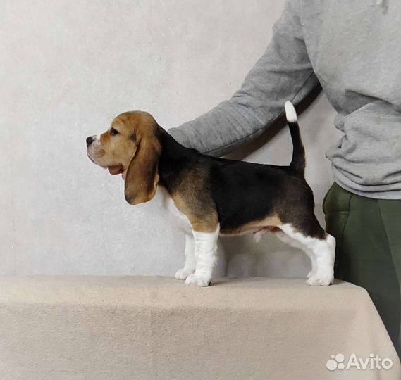 Бигль мальчик и девочка с родословной