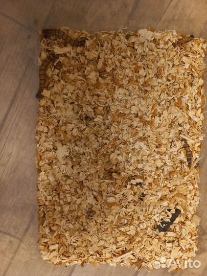 Зофобас жуки и личинки