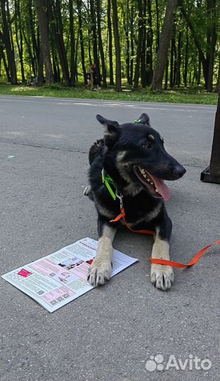 Собака в добрые руки