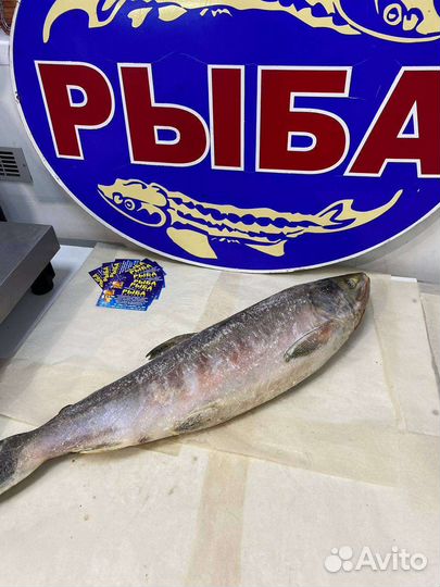 Красная рыба-Кета