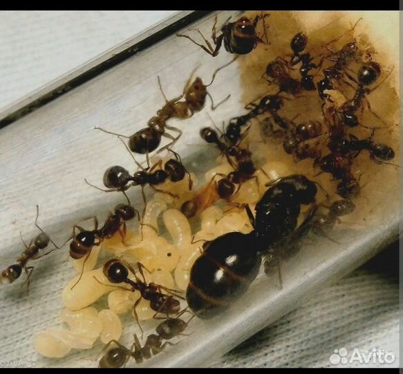 Колония муравьев для формикария