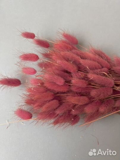 Сухоцветы лагурус