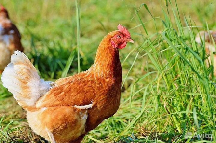 Куры несушки Ломан браун