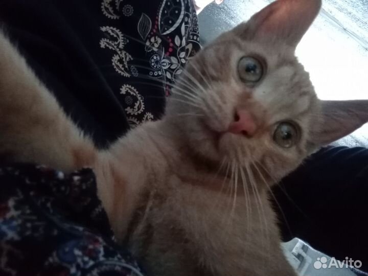Кошка в дар бесплатно