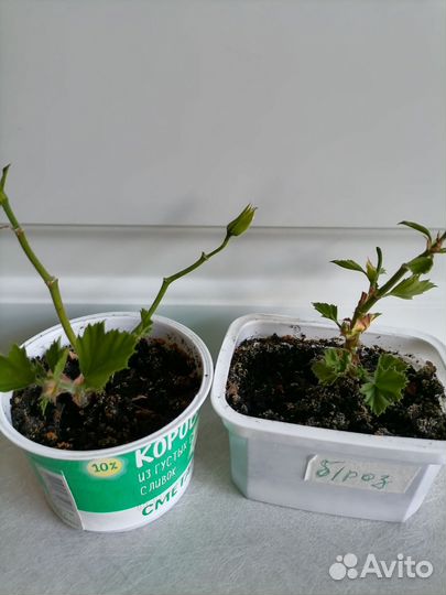 Пеларгония герань королевская