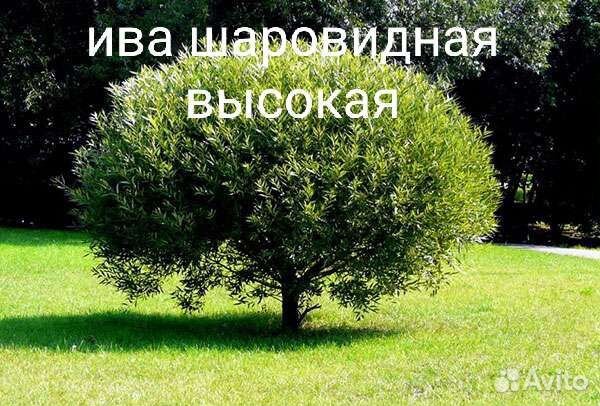 Ивы Хакуро Нишике, ива Нана, ива Высокая шар