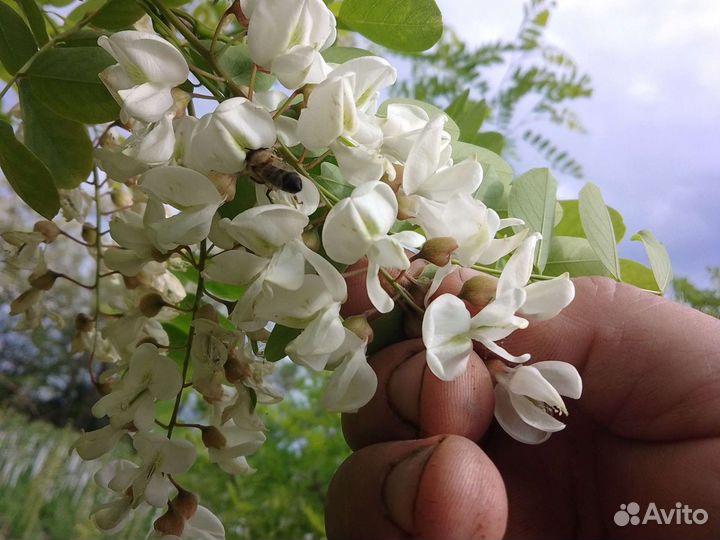 Акация белая гледичия крупномер