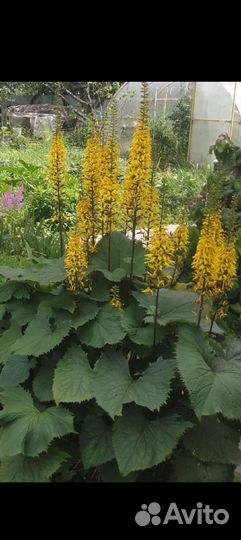 Многолетние цветы, в горшке