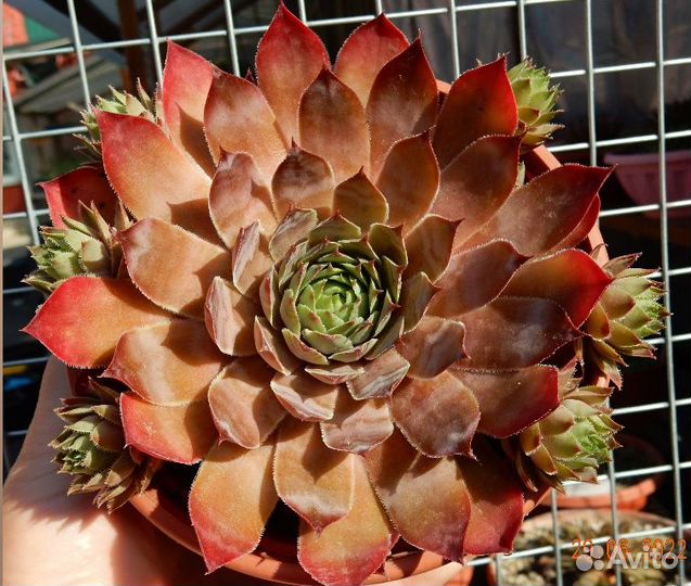 Молодило (Sempervivum)