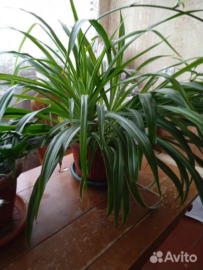 Комнатные растения