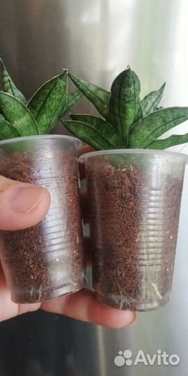 Сансевьерия сортовая