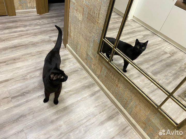 Кошечка в добрые руки