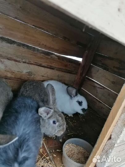 Кролики мясных пород