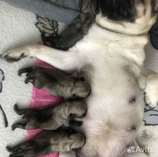 Собаки щенки мопс