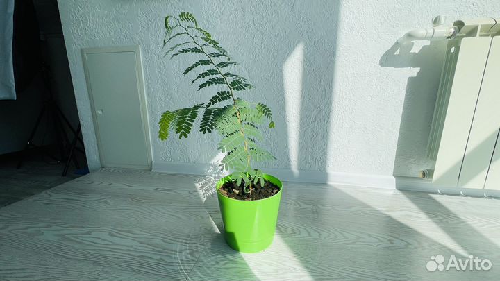 Тамаринд в горшке