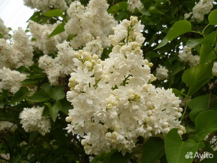 Декоративные