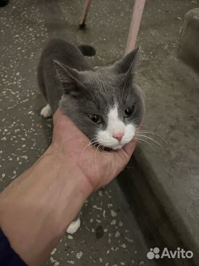 Кошка в дар