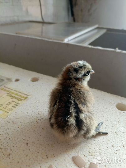 Цыплёнок 10.04.24