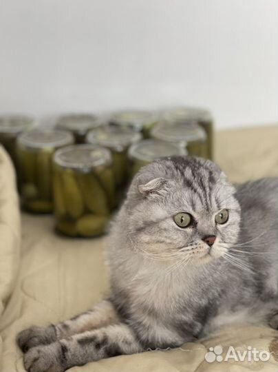 Кошка в добрые руки бесплатно