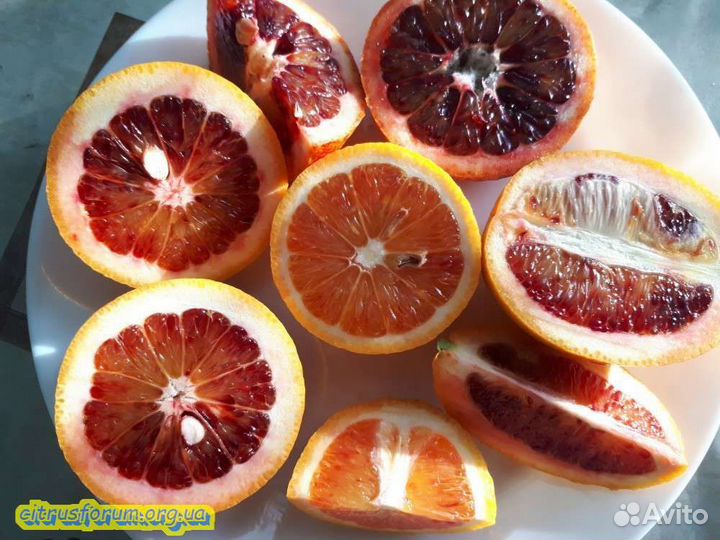 Для дома цитрусовые саженцы в Воронеже