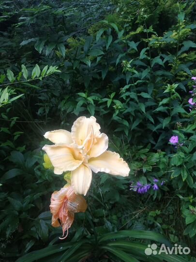 Продать растения