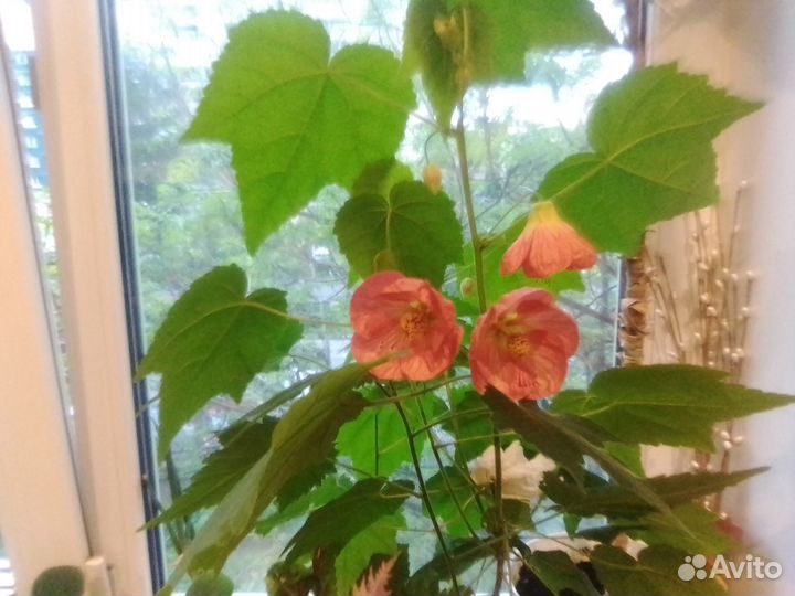 Пеларгонии, абутилоны, перец и др. растения