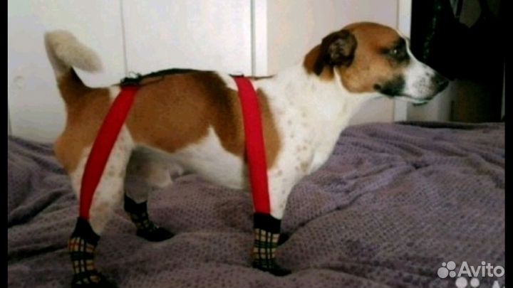 Вязка Джек Рассел