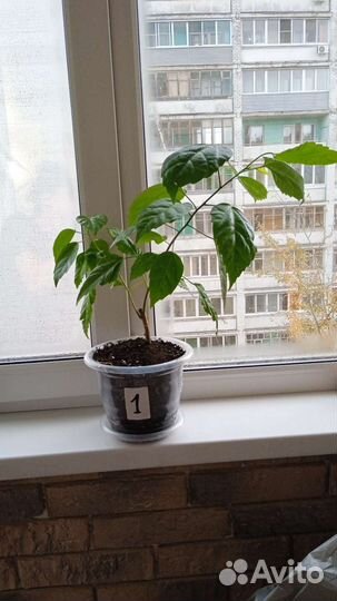 Гибискус китайская роза