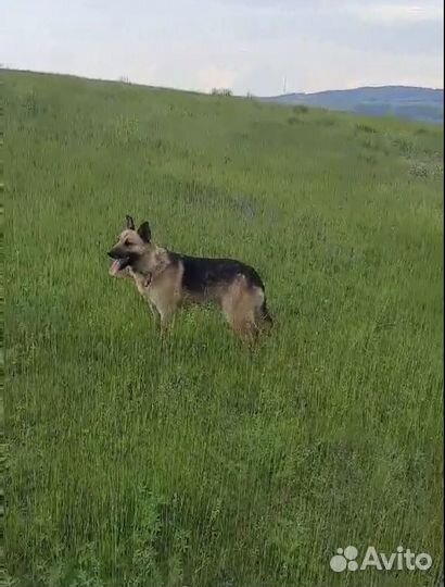 Рекс