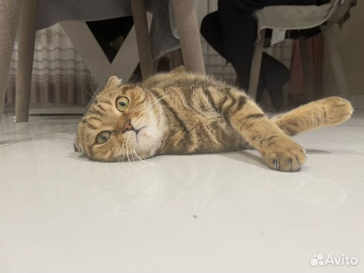 Шатланский вислоухая кошечка вязка