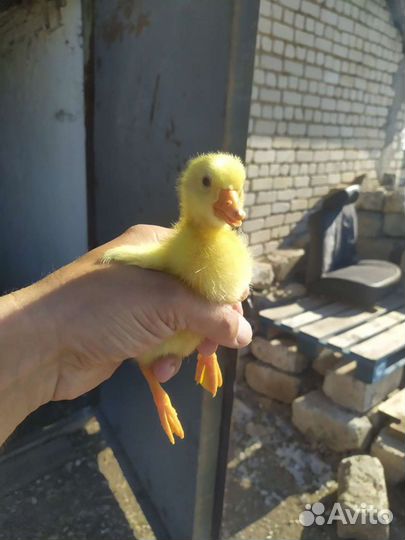 Инкубационное яйцо гусей