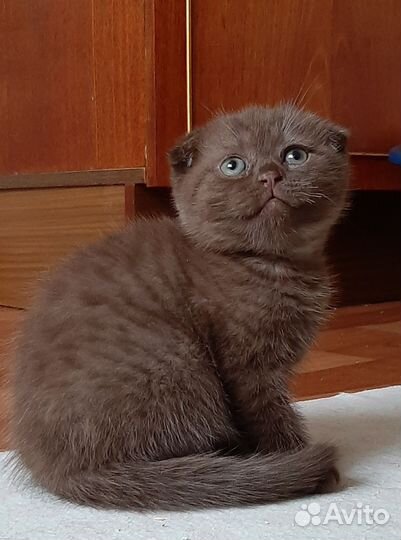 Шотландская