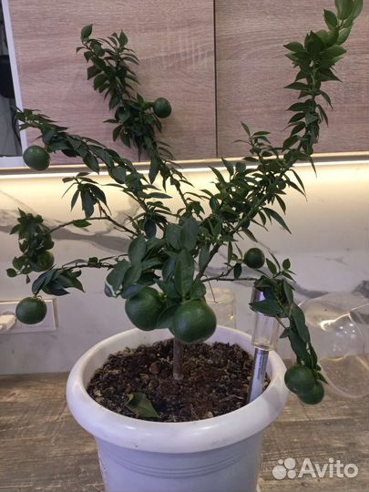 Мандариновое дерево с плодами