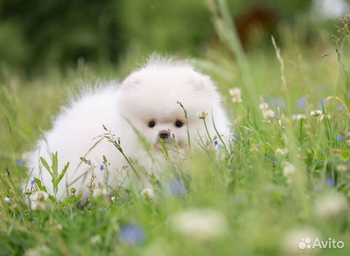 Померанский шпиц медвежьего типа