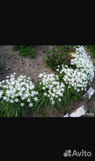 Фиалка белая садовая, птицемлечник