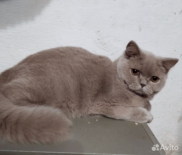 Британские котята
