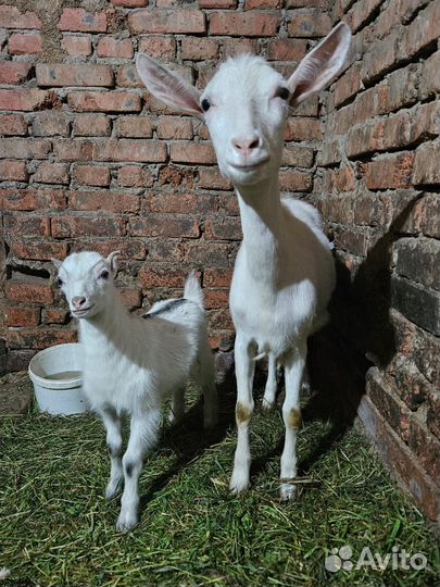 Козлята