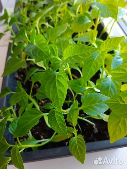 Рассада перца,помидора