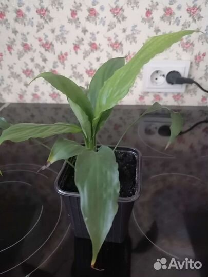 Спатифиллум