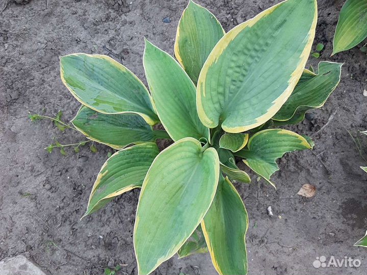 Гейхера, хоста