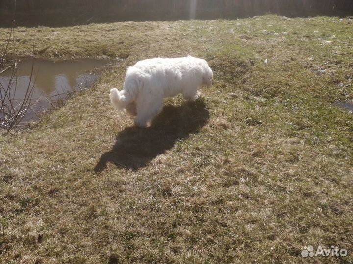 Отдам даром бесплатно