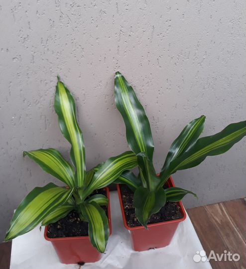 Фикусы разные, Хлорофитум оранж, Юкка, Драцена