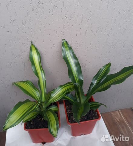 Фикусы разные, Хлорофитум оранж, Юкка, Драцена