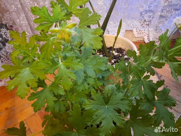 Пеларгония герань душистая