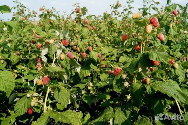 Кусты малины ремонтантной