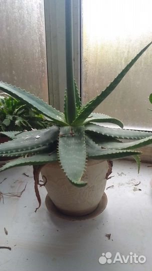 Комнатные растения