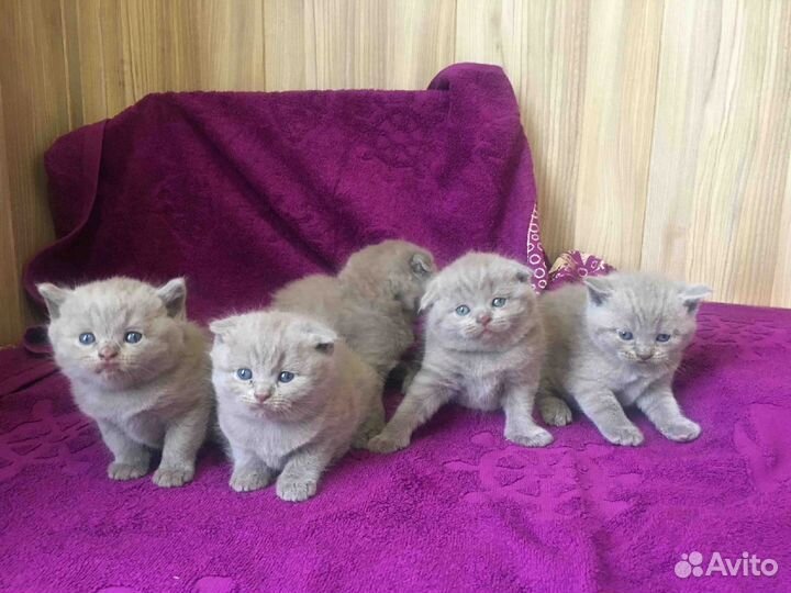 Лиловые плюшки