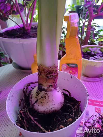 Гиппеаструм сортовой 